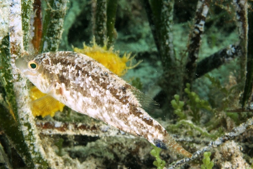 Labride (Symphodus cinereus)